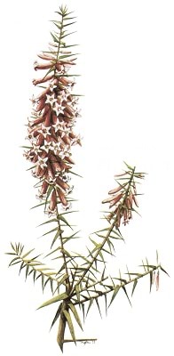 Common Pink Heath, State emblem of Victoria