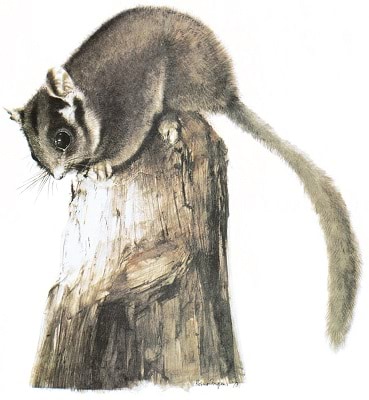 Leadbeater's Possum, State emblem of Victoria