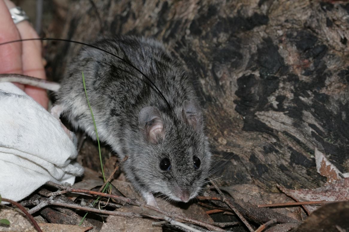 A small grey mouse with large black glassy eyes sits on top of bark and leaves. 