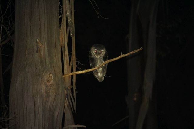 A small brown owl sits on the branch of a lagre gum tree at night.