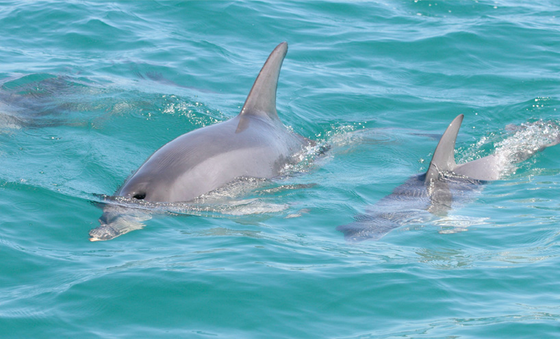 Dolphins in water