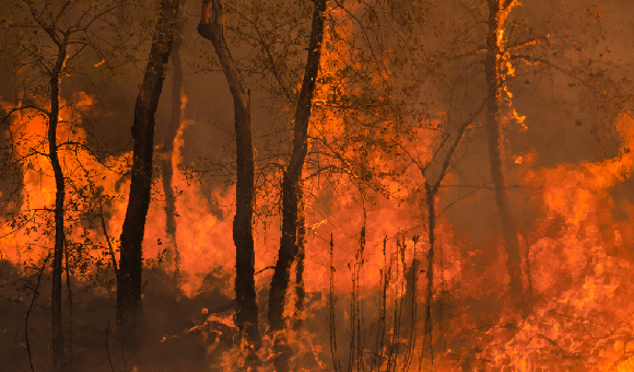 A fire burning through bushland 