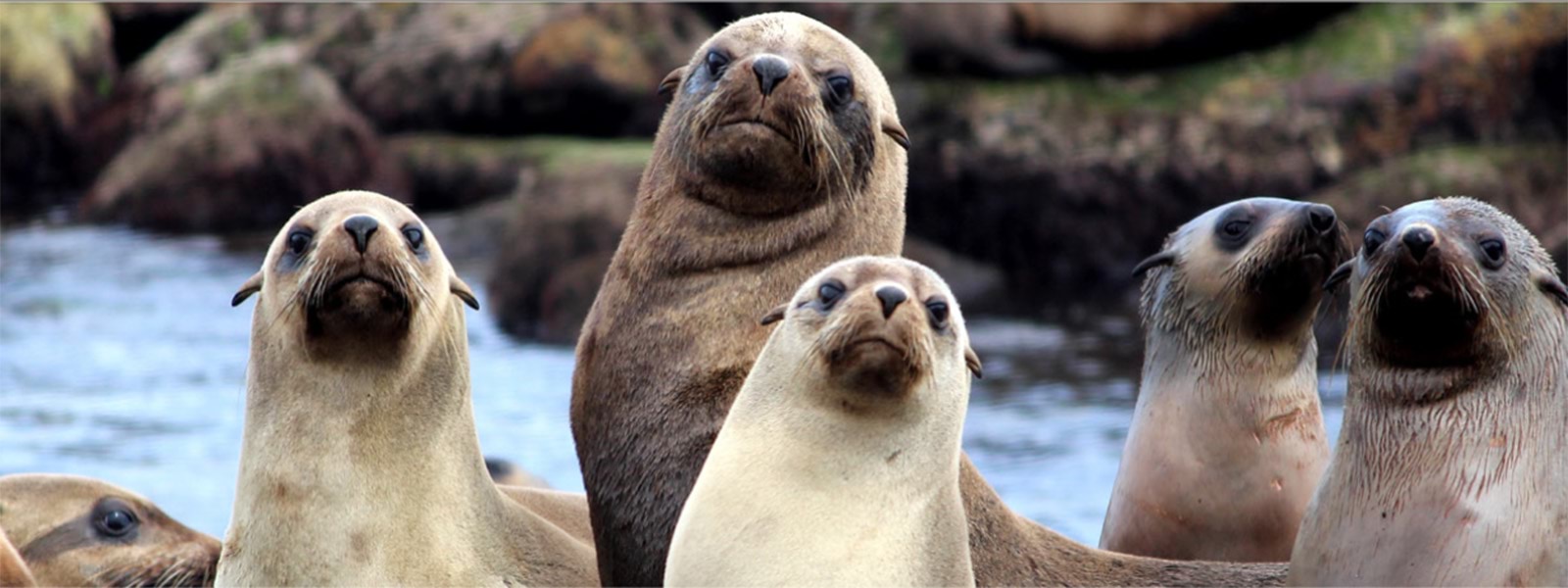 Image of seals on rocks