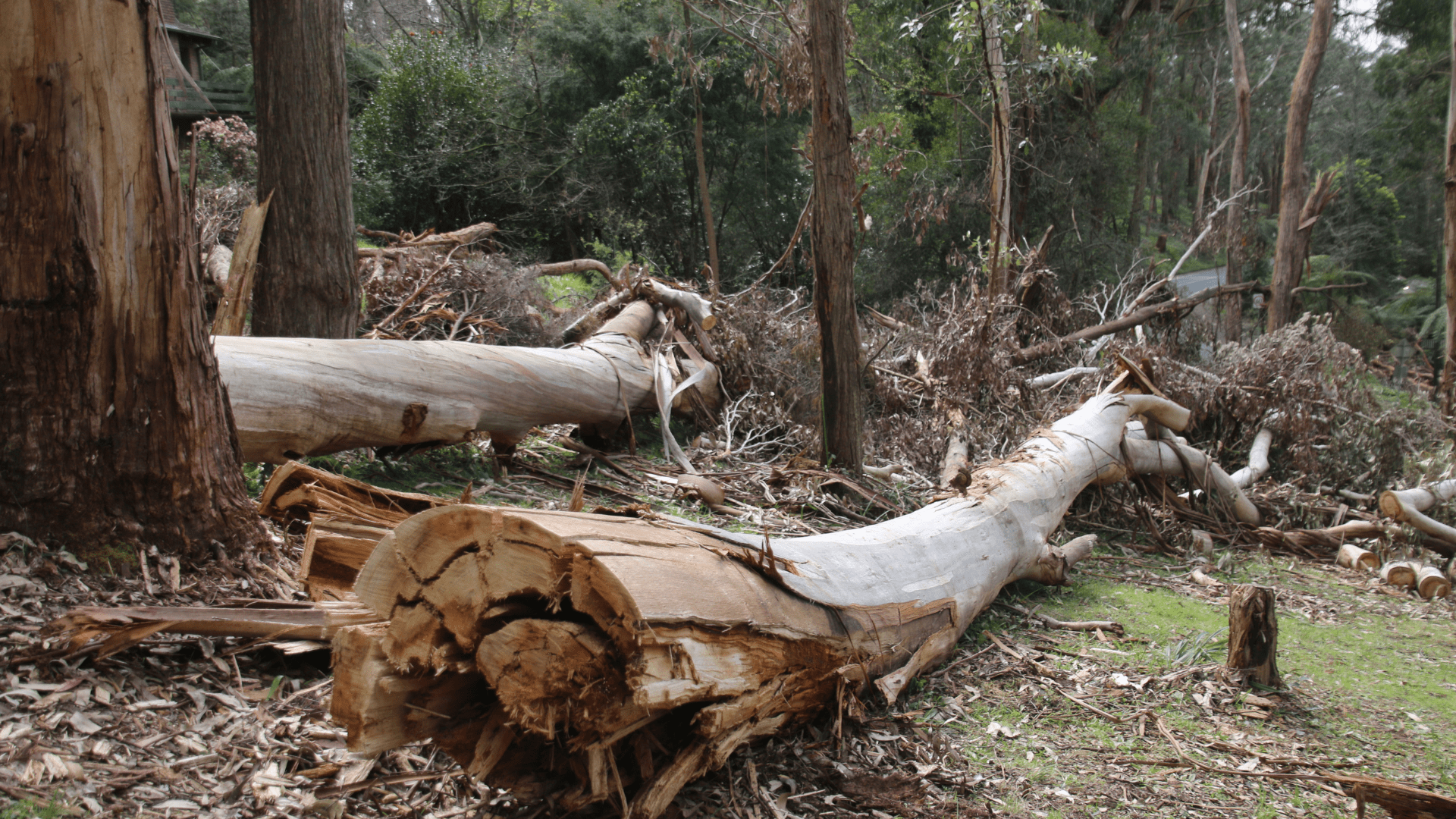 Trees downed by storm on property