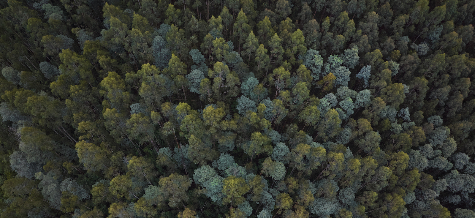 Overhead image of forest treetops