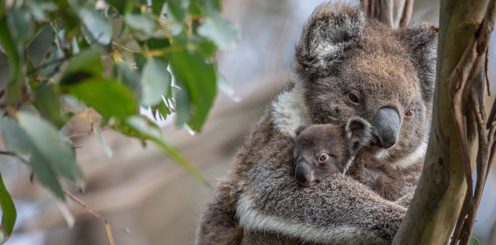 Image of koala and baby in a tree