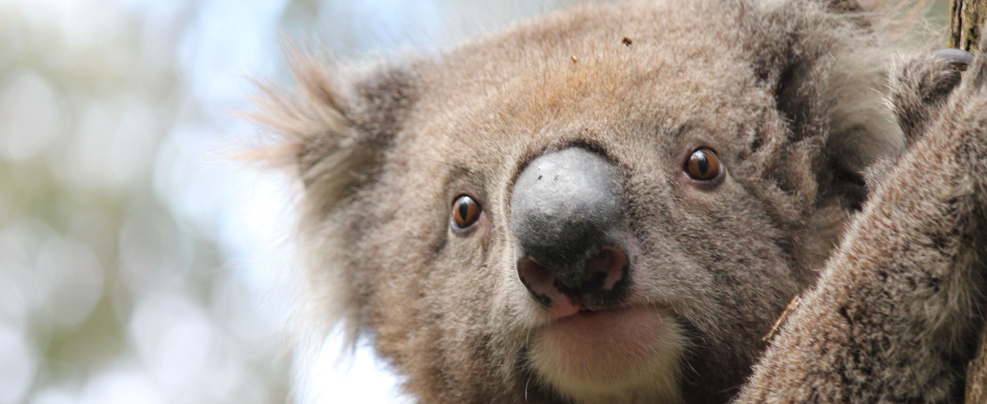 Image of a koala's face close up