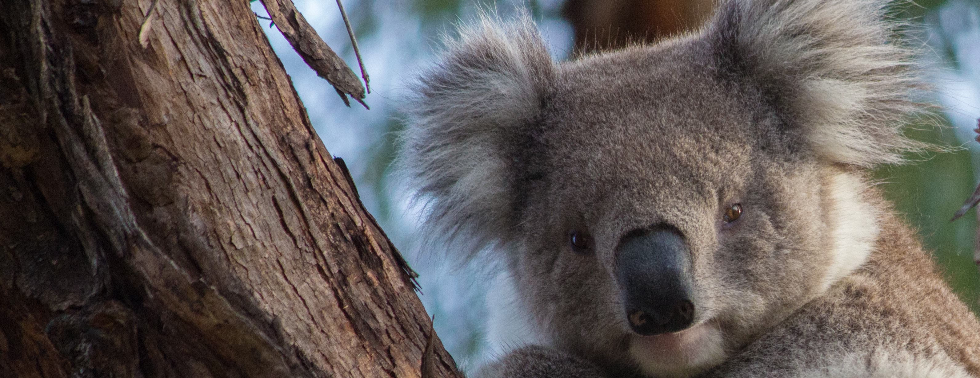 Image of koala sitting in a tree