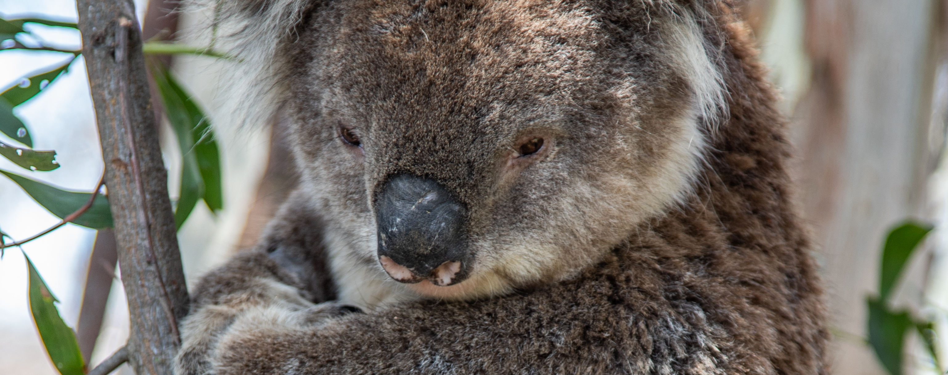 Koala sitting in a tree