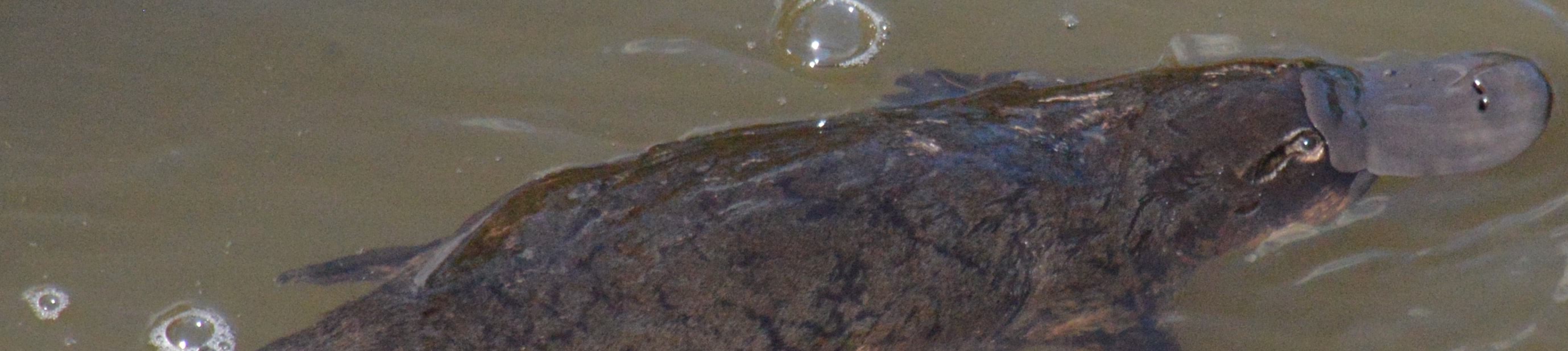 Photo of platypus swimming