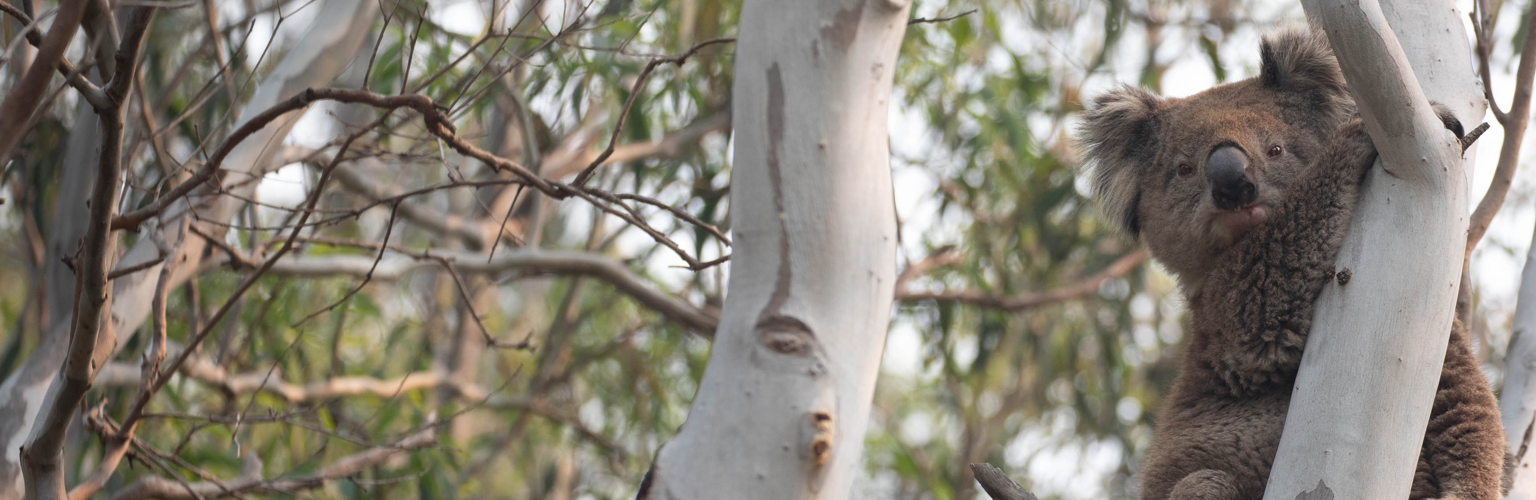 Koala in a tree looking at camera