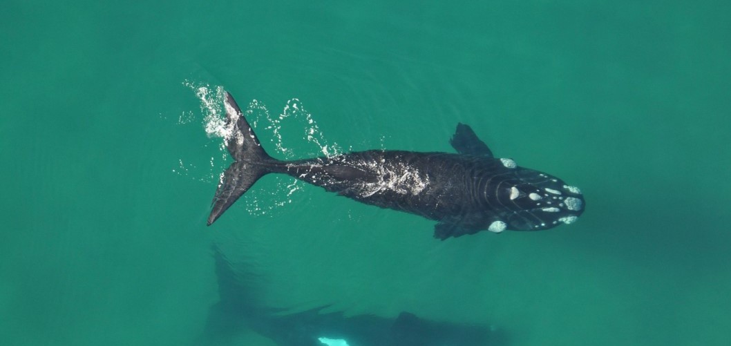 Photo of a whale swimming