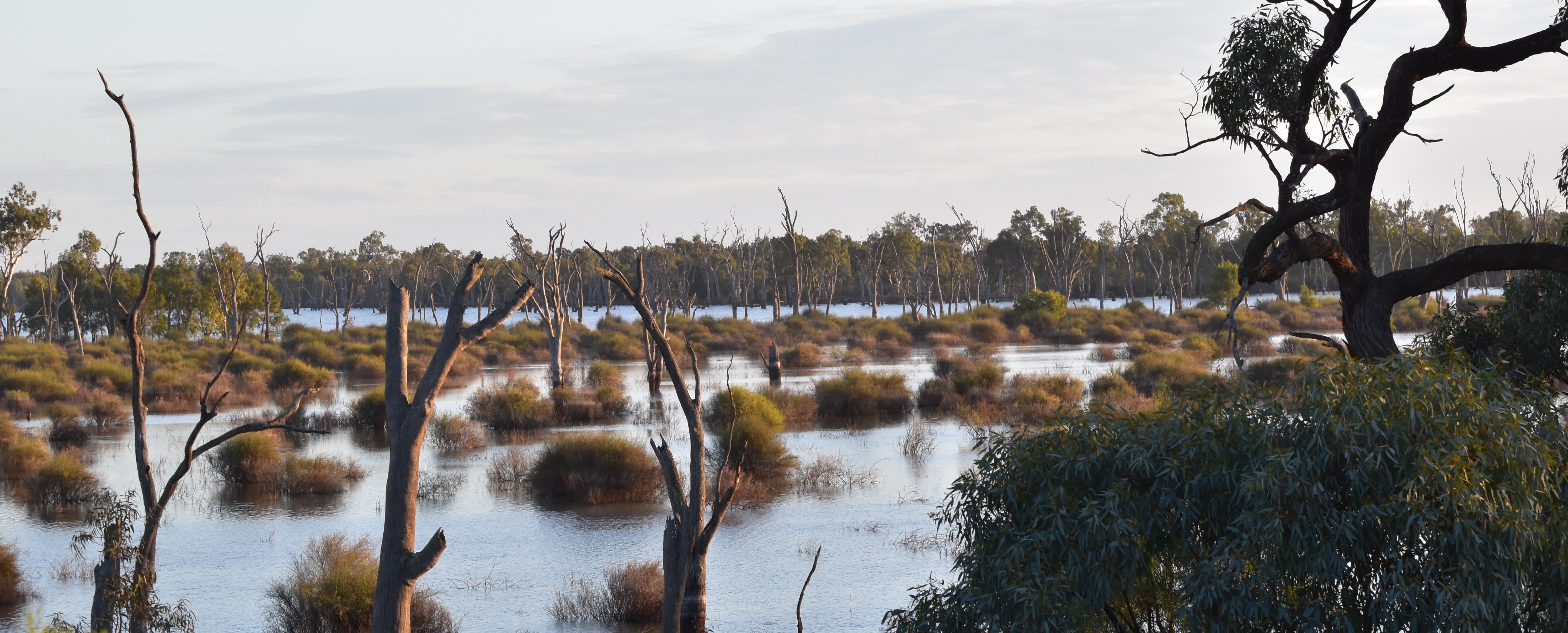 Photo of a marsh