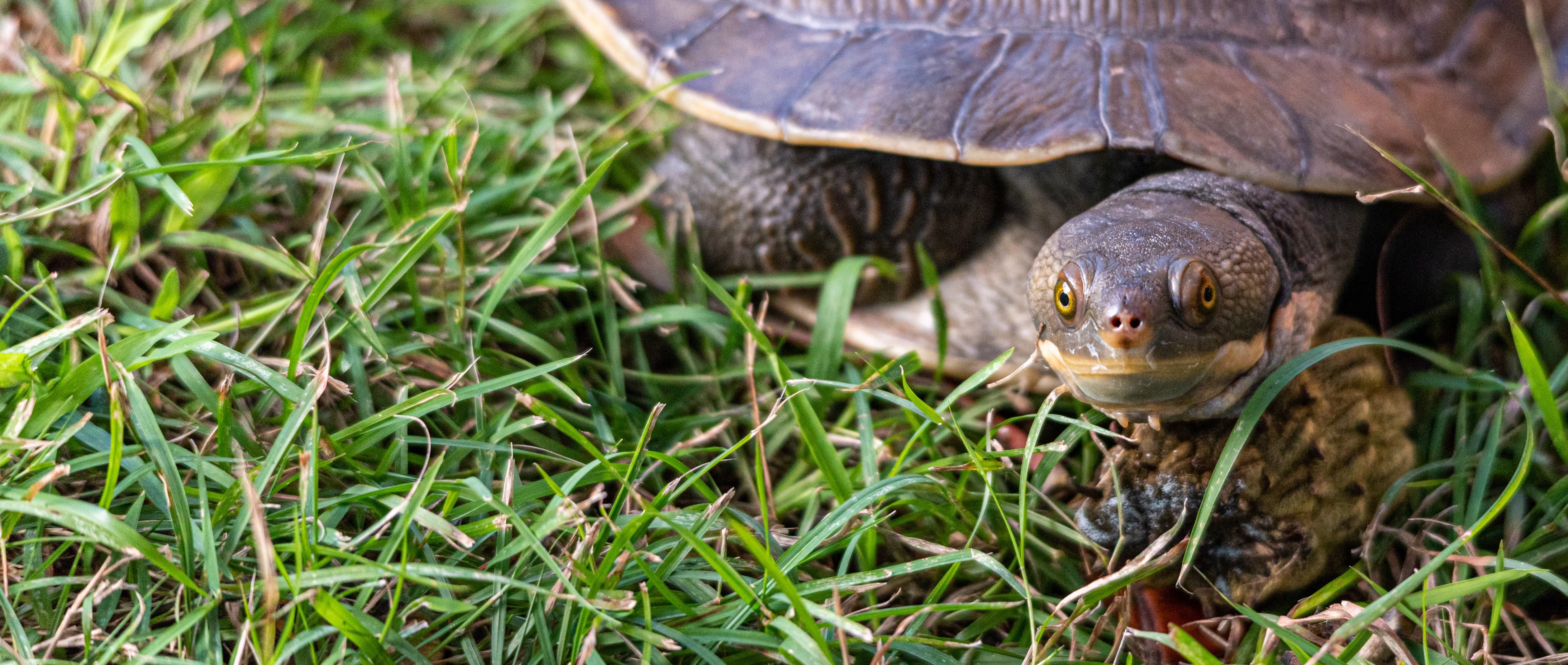 Image of a turtle on grass