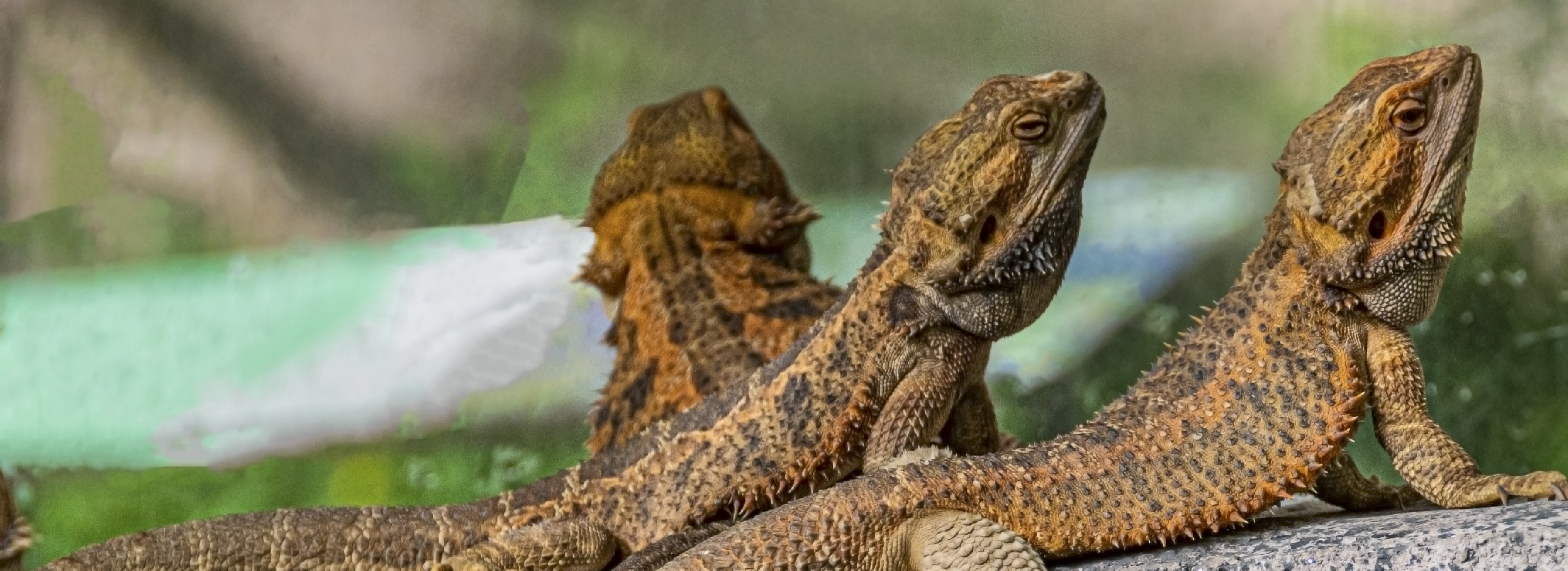 Image of three bearded dragons on a tree branch