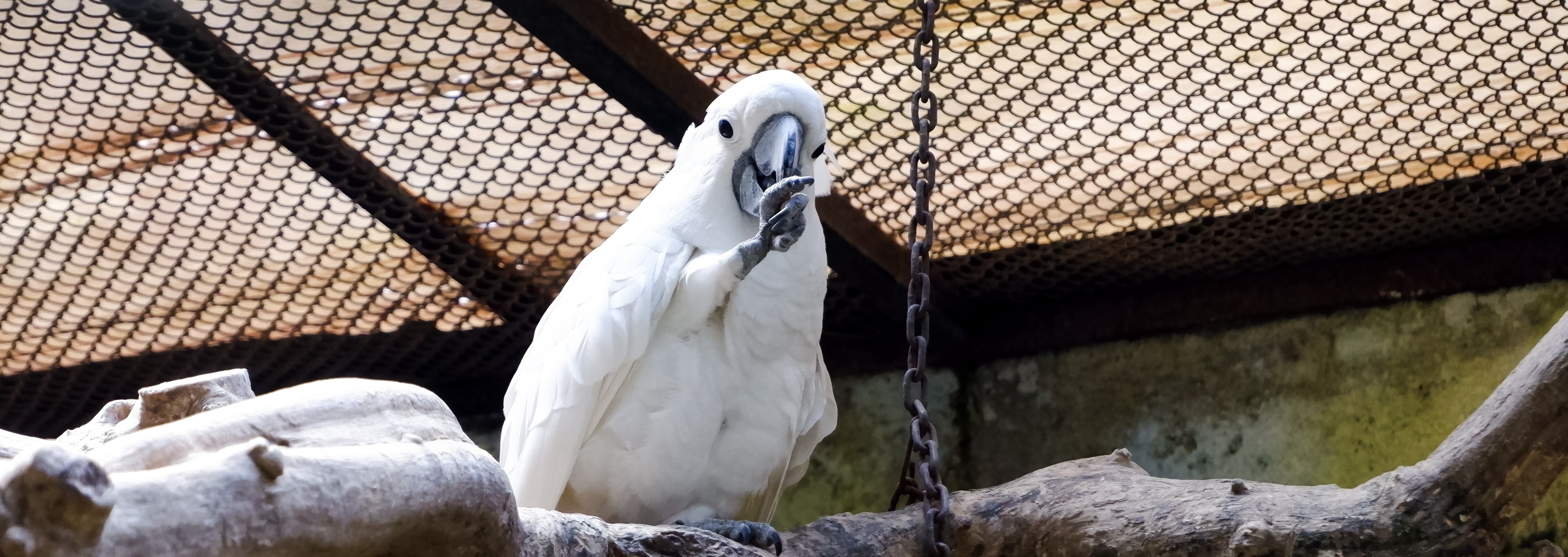 Image of white galah eating food from its claw