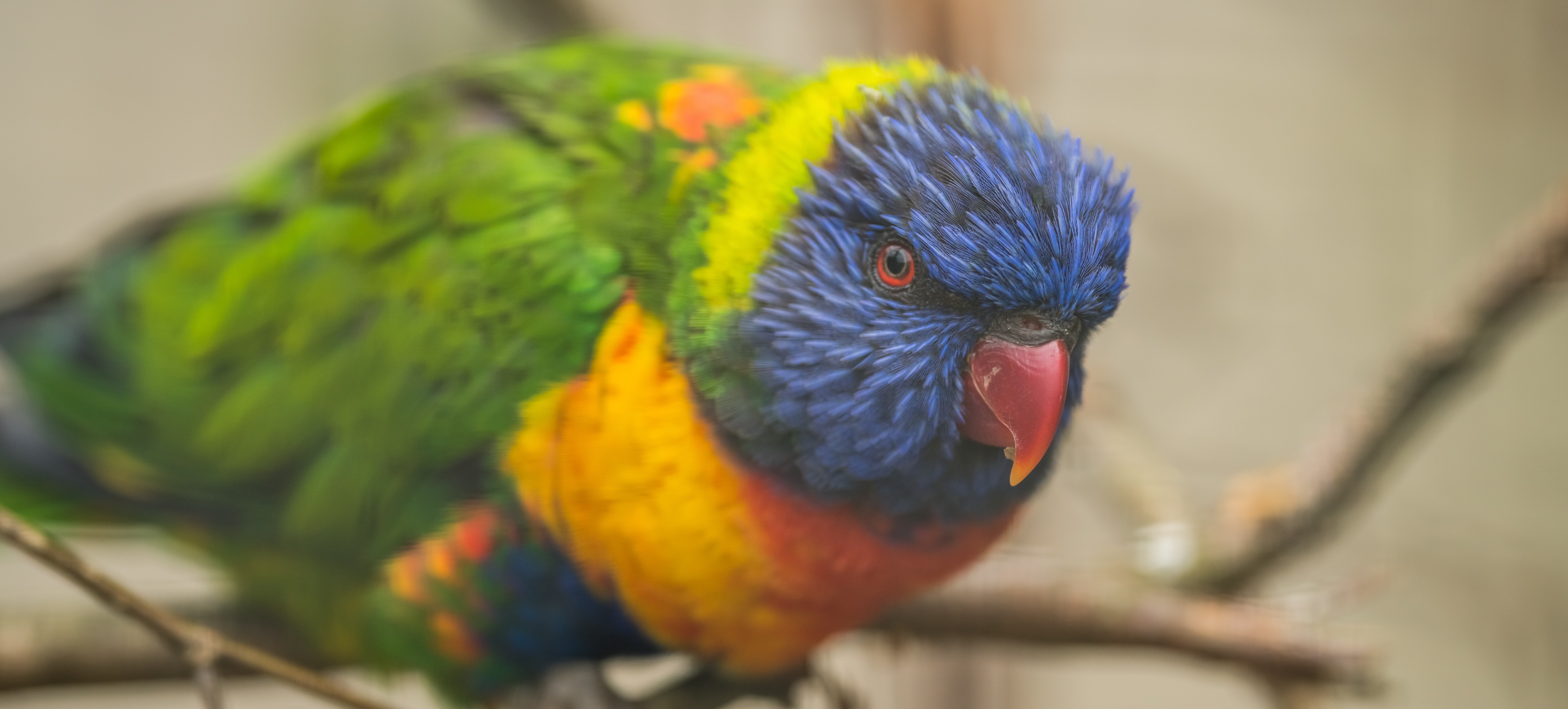 Image of a lorikeet sitting on a tree branch