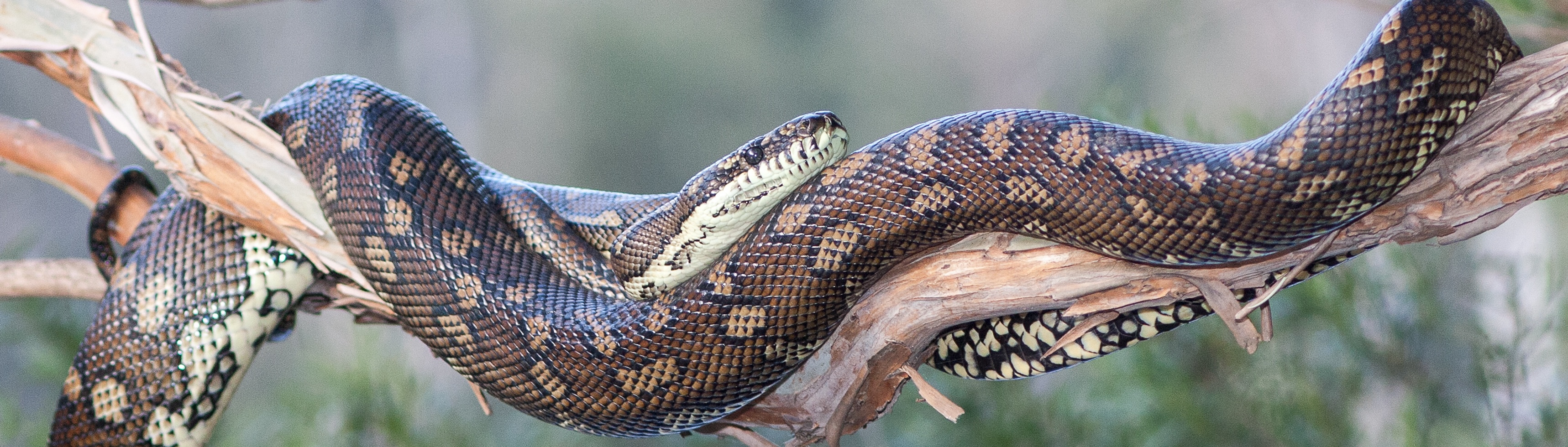 Image of a snake curled around a tree branch