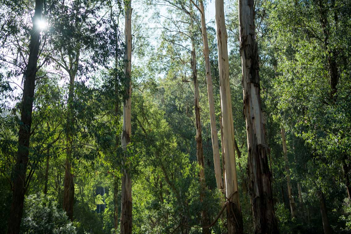 Photo of a forest