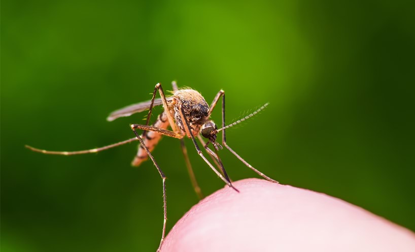 A clos-up image of mosquito sitting on the tip of someone's finger.