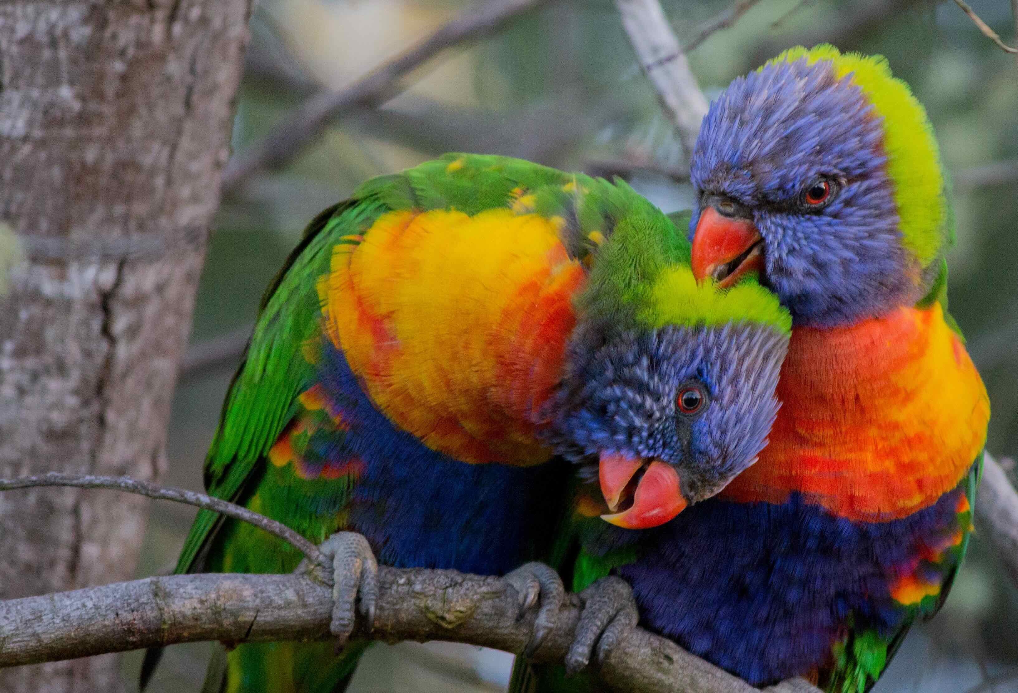 Photo of two lorikeets cleaning each other