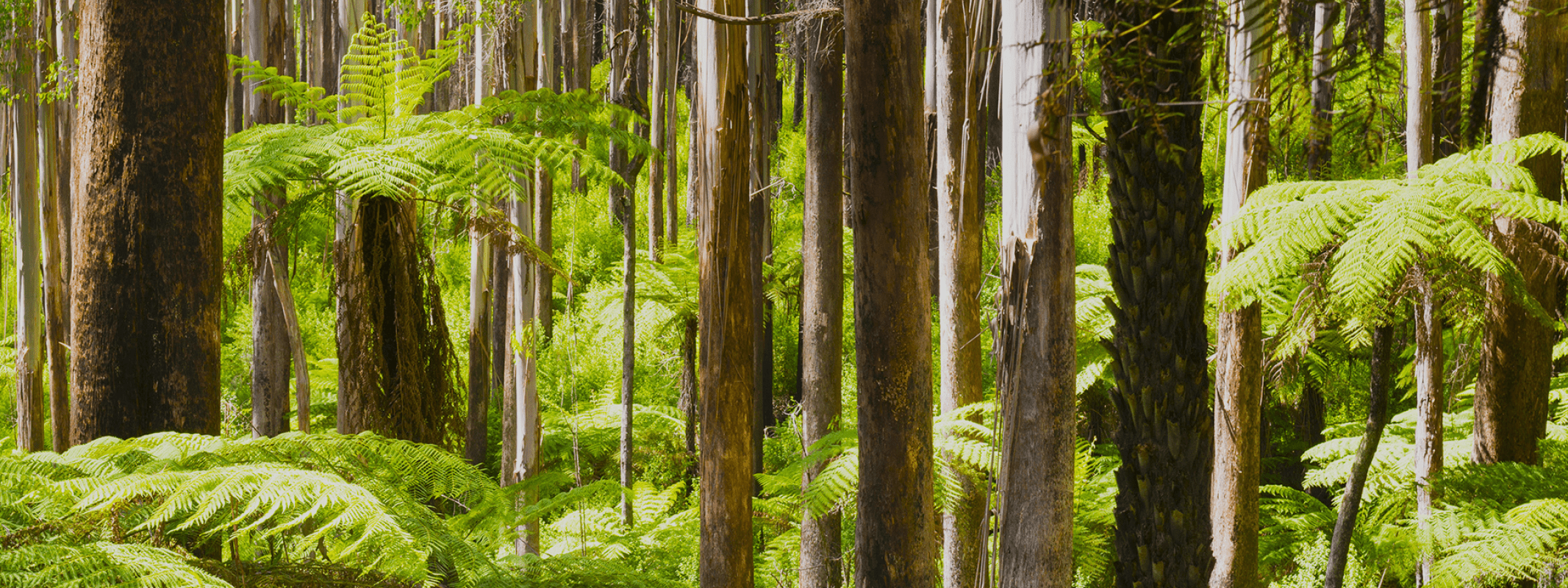 Tall trees in a rainforest.