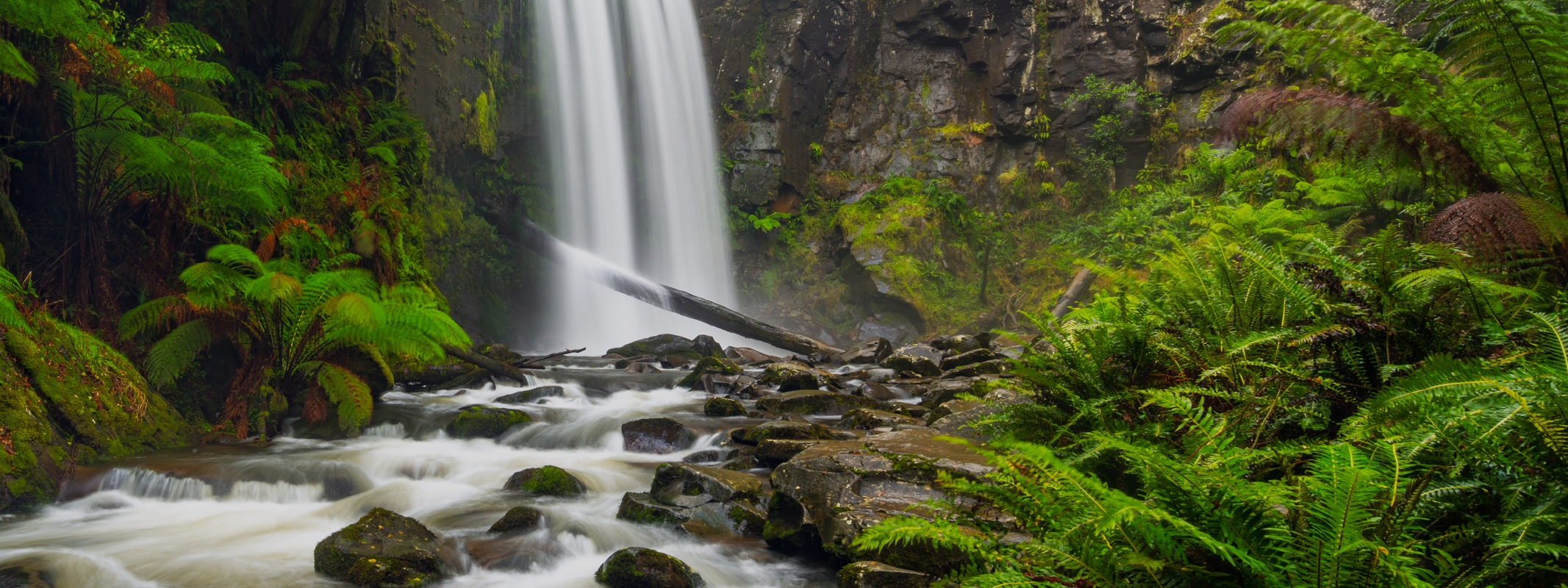 A waterfall in a rainforest.