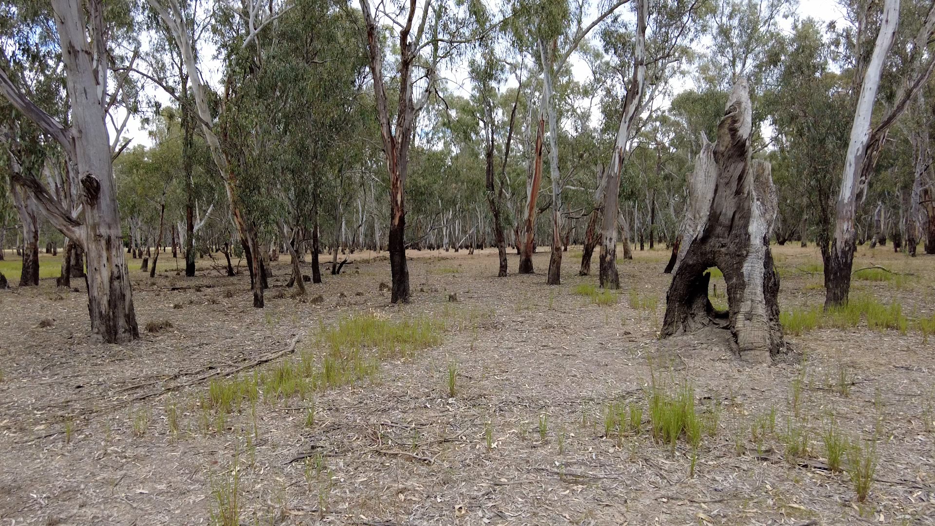 Image showing a flat bush landscape and a forest of trees.