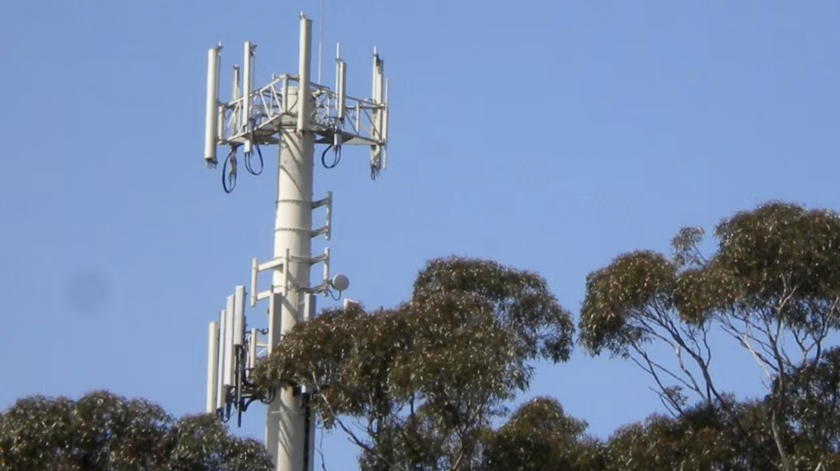 View of the top of a mobile phone tower surrounded by Eucalyptus tree tops