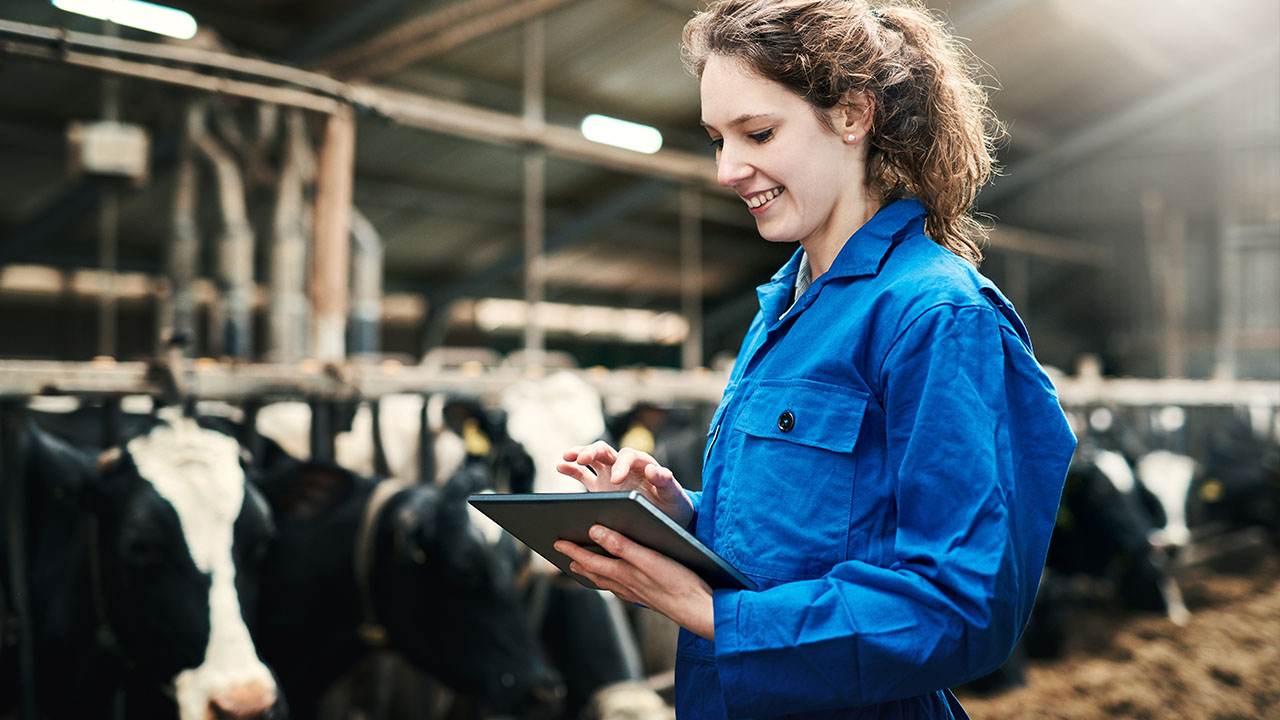 Person in cow shed working on handheld device