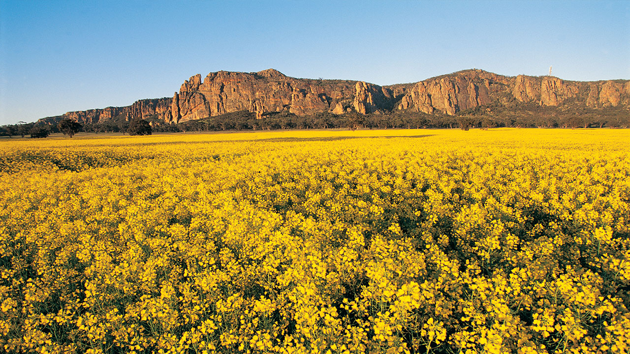 Landscape image of Mt Arapiles with flowering canola in the foreground 