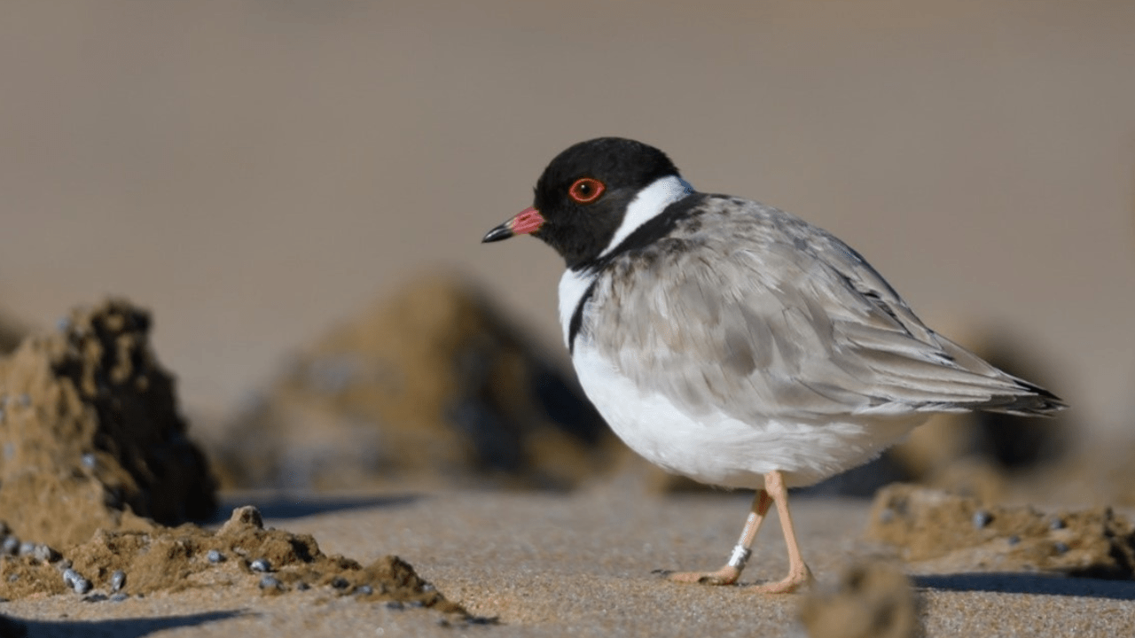 Hooded Plover walking on sand