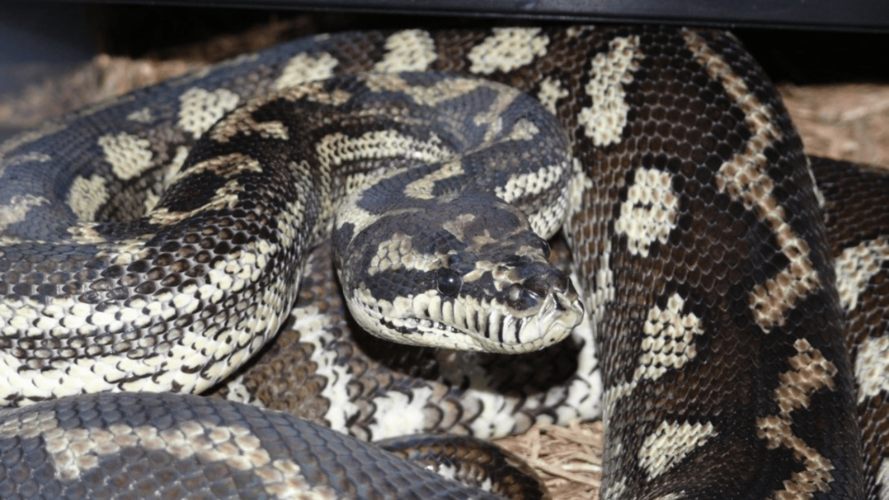 Murray-Darling carpet python coiled on itself