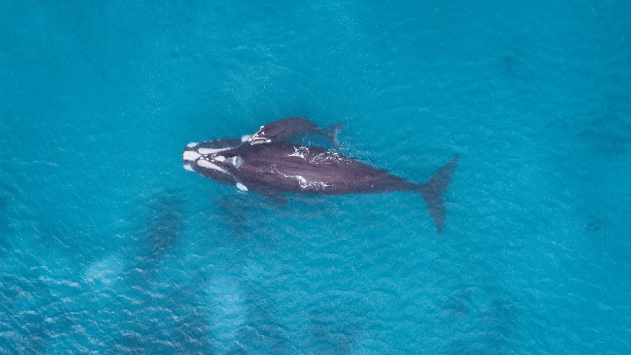 Bird's eye view of a Southern right whale and its calf in the ocean