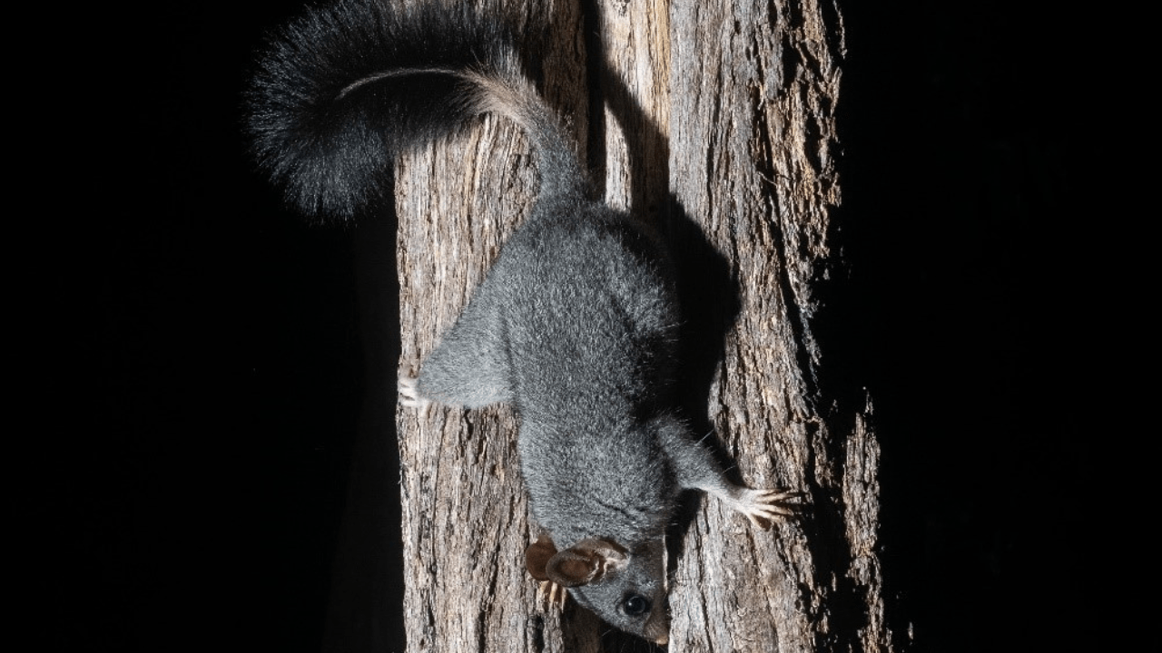 Brush-tailed phascogale climbing down a tree with a hollow. Photo credit: William Terry