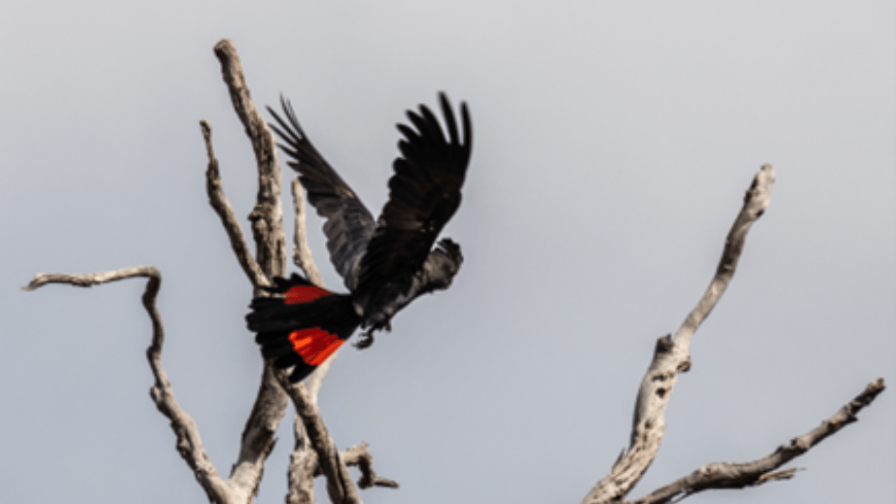 Red-tailed black cockatoo with wings spread about to fly