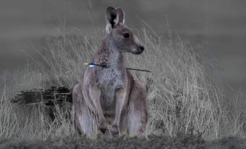 A grey kangaroo with an arrow through its shoulder sits in a field