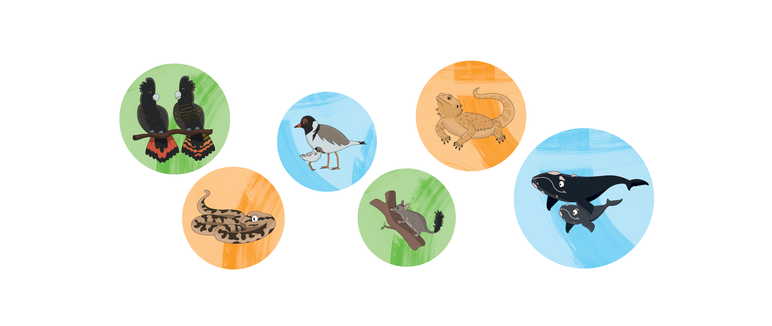 Illustrations of focus species. From left to right. Red tailed black cockatoo. Murray Darling carpet python. Hooded plover. Brush tailed phascogale. Bearded dragon. Southern right whale.