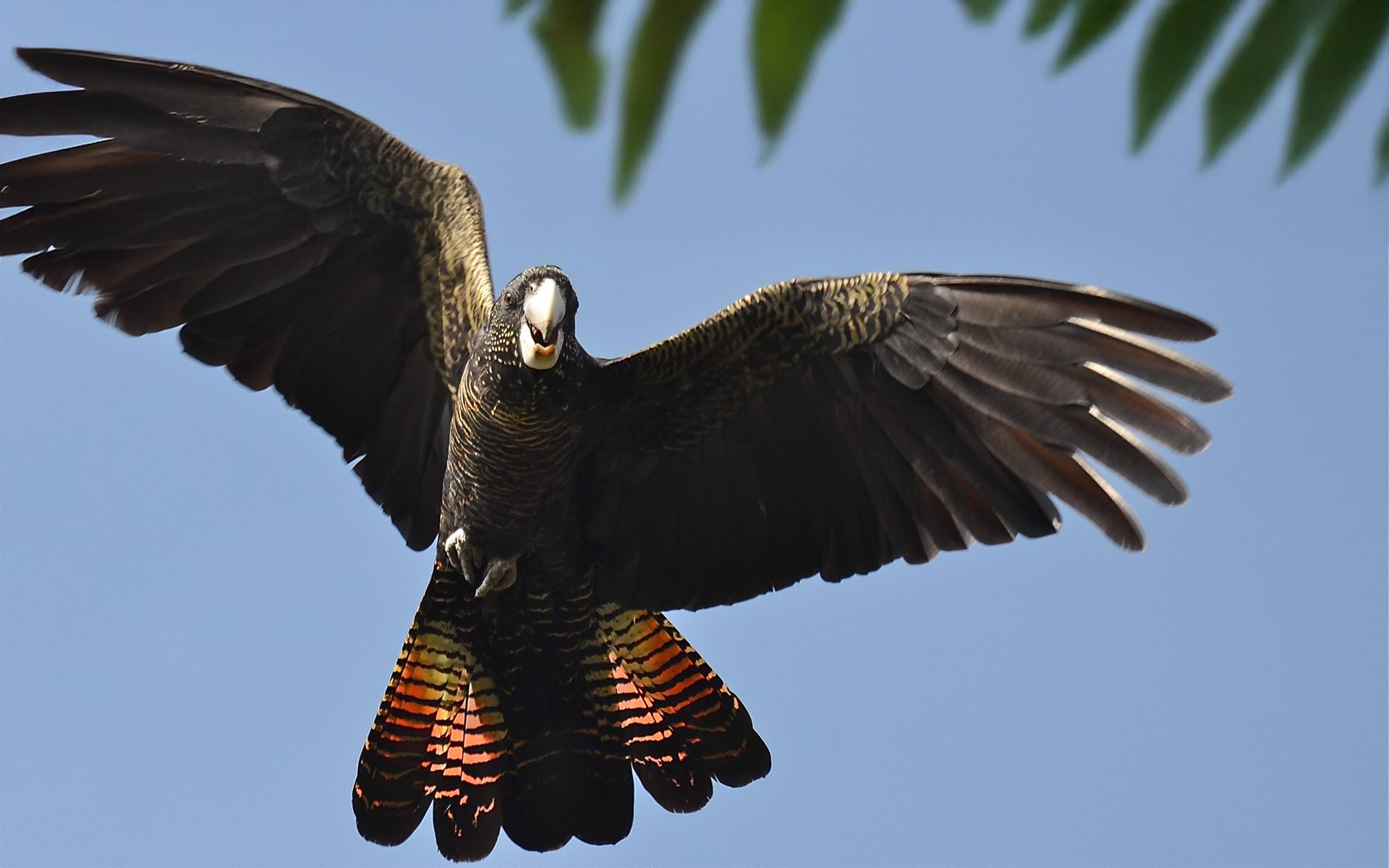 Black cockatoo in flight