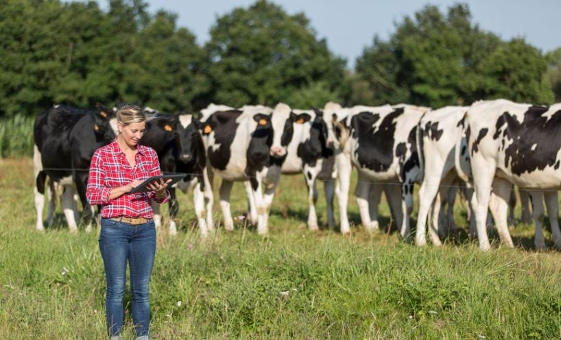 Person standing in a field with cows