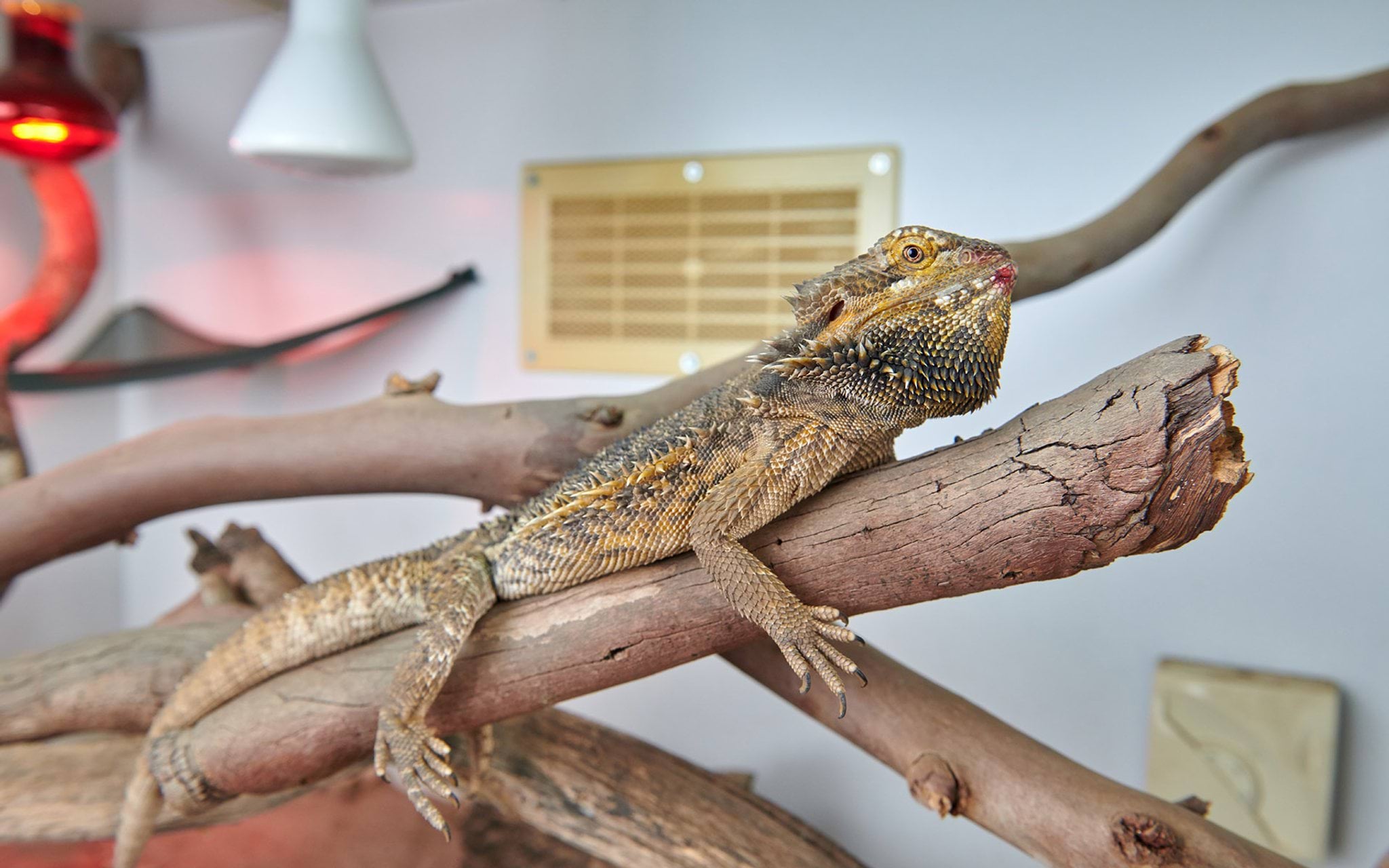 Dragon in heated enclosure Dragon in heated enclosure