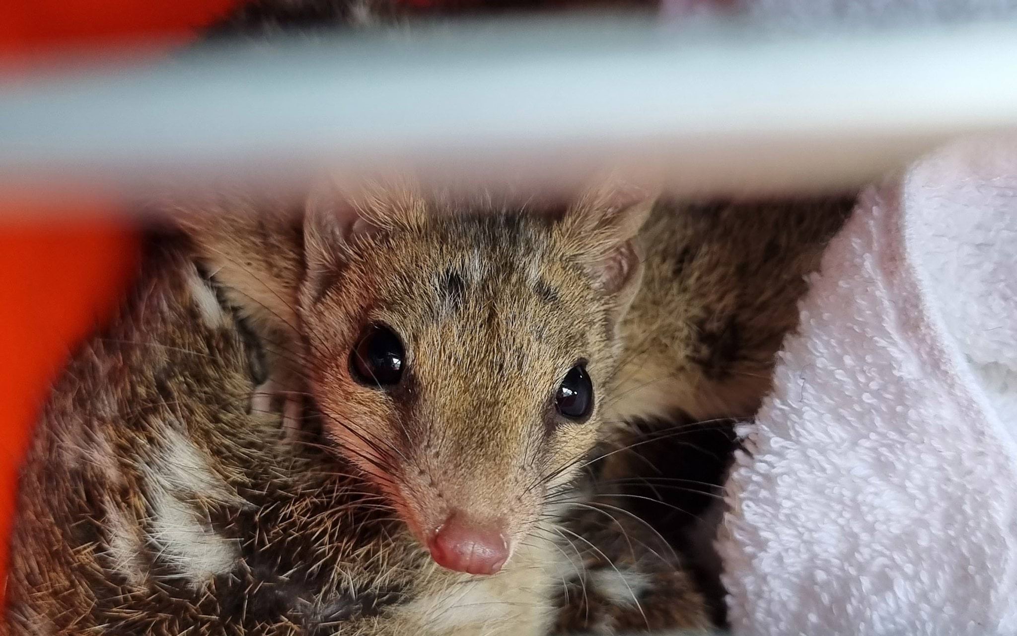Wildlife quoll in cage Wildlife quoll in cage