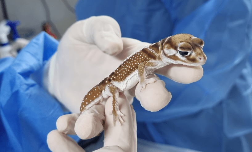 A small brown and white gecko lizard is held in two white-gloved hands.