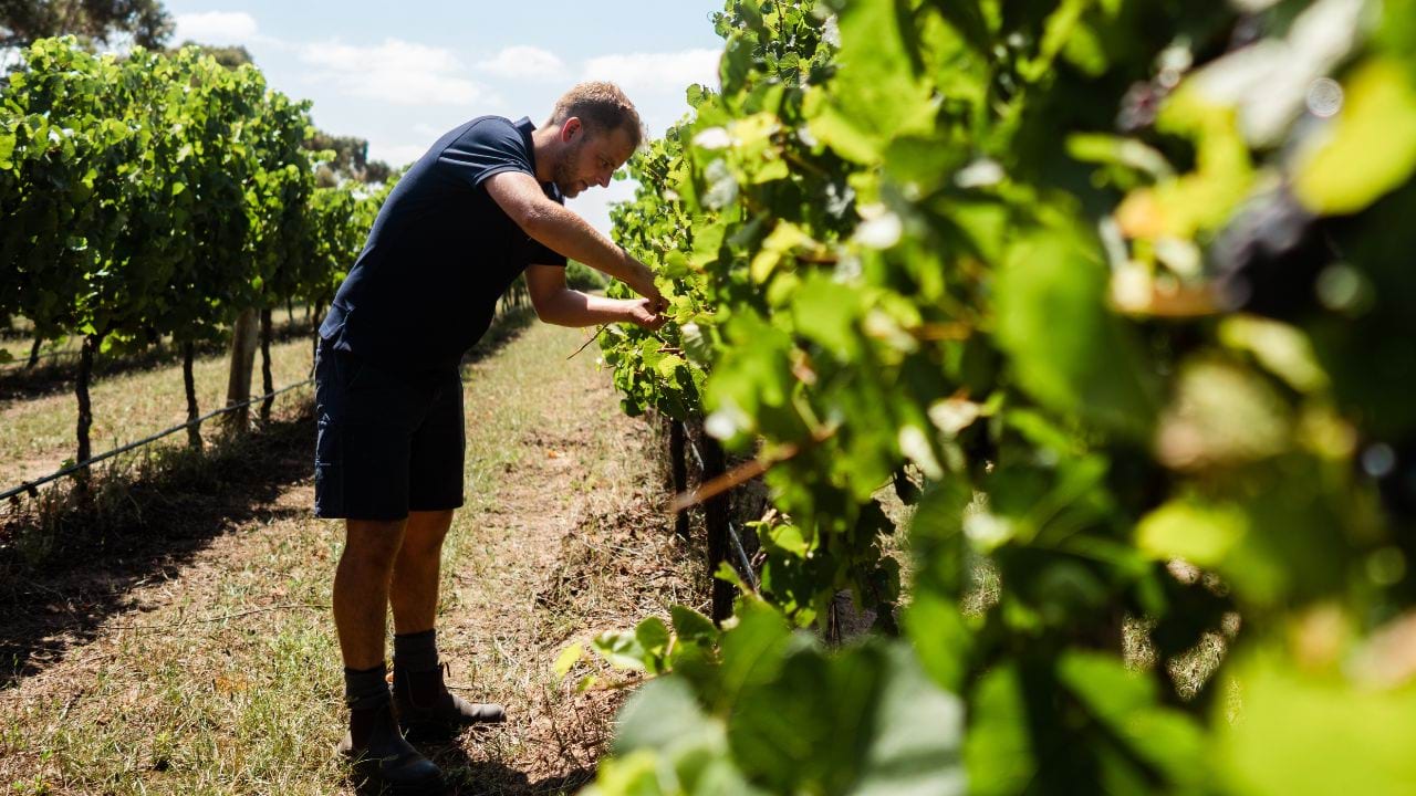 Person working in a vineyard