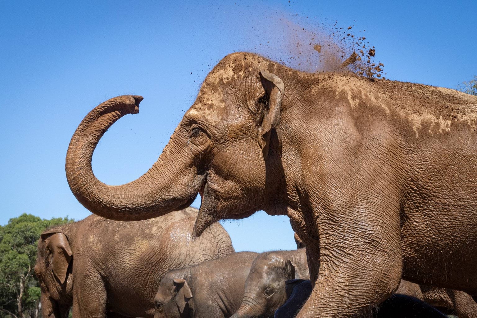 Elephants at Werribee Open Range Zoo enjoying new enclosure and using trunks to spray dirt