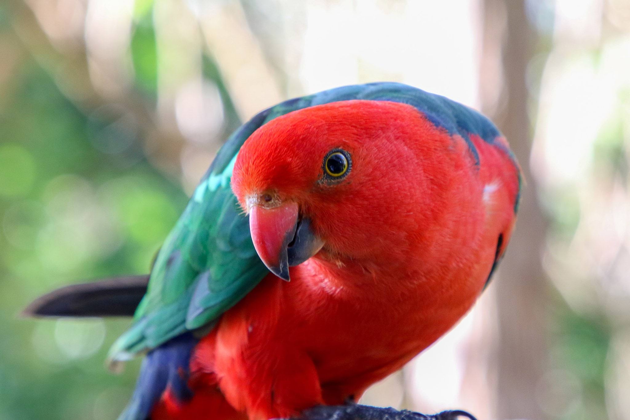 King parrot