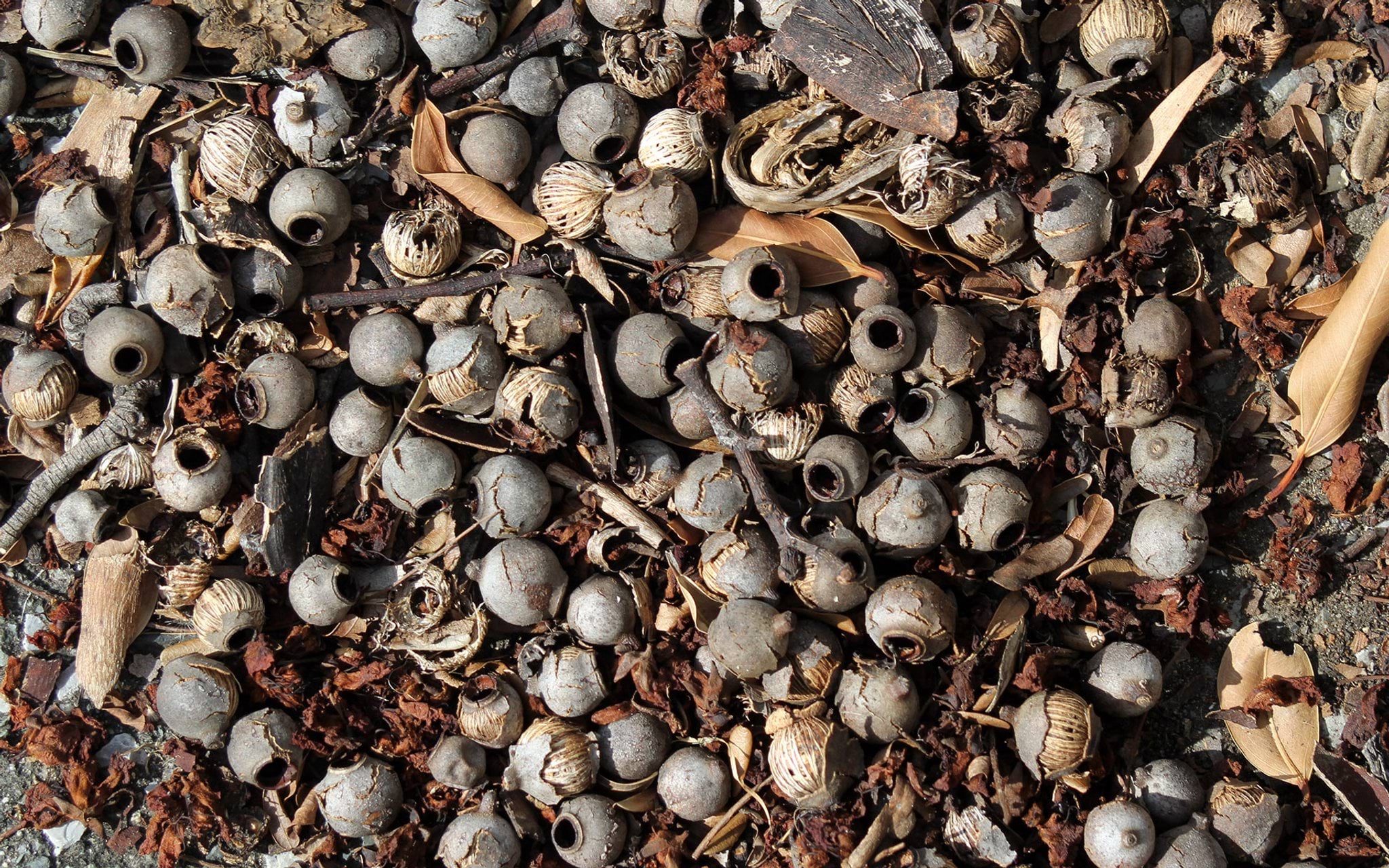 Gumnuts on ground