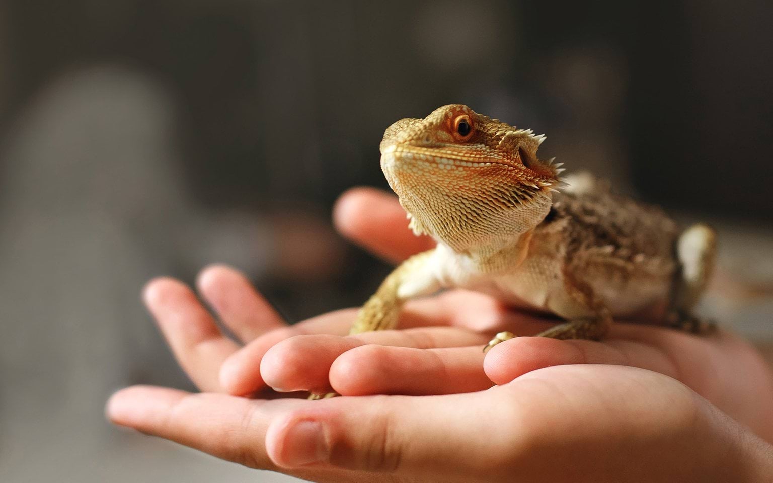wildlife lizard dragon held