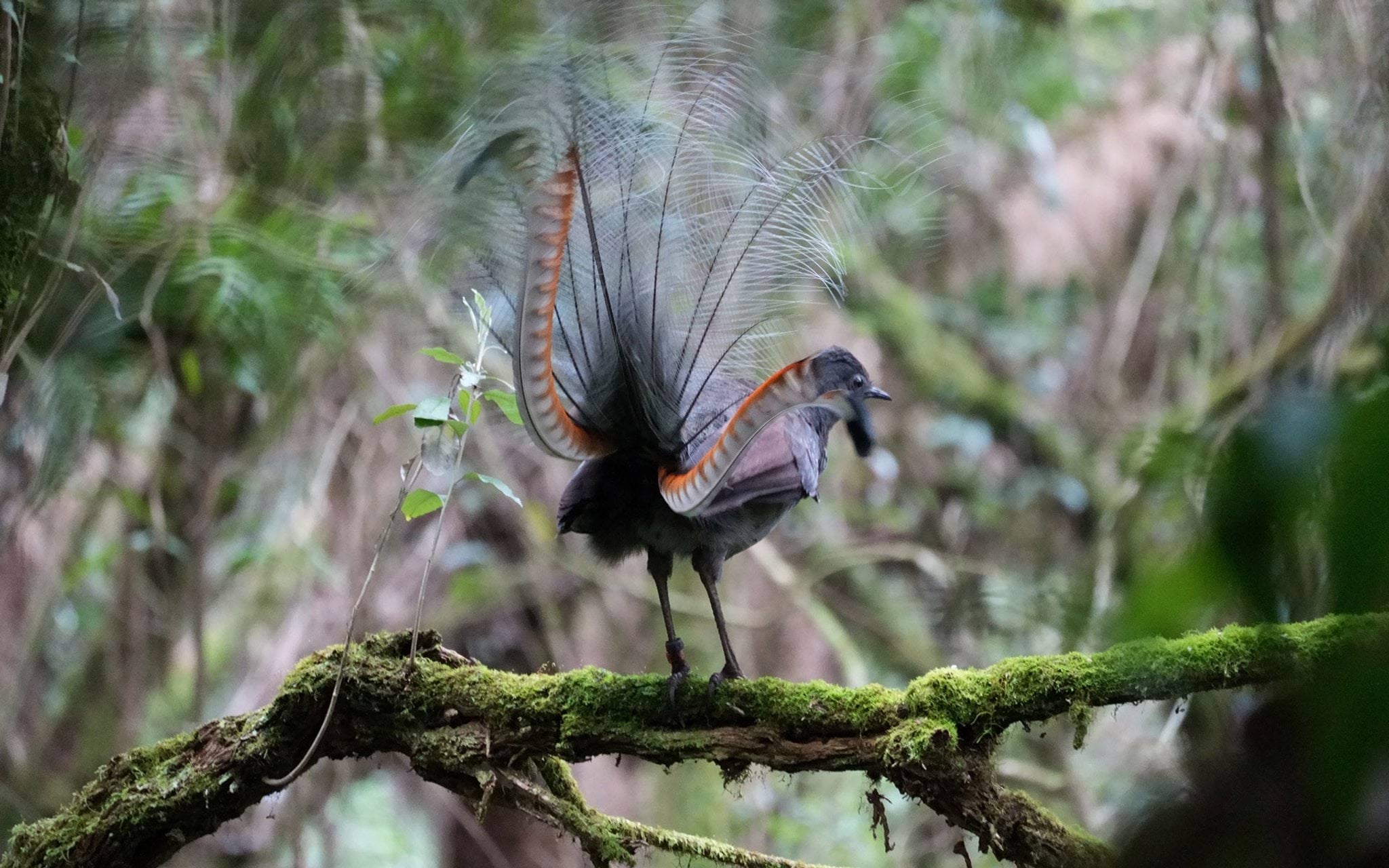 Lyrebird wildlife in Sherbrooke Forest