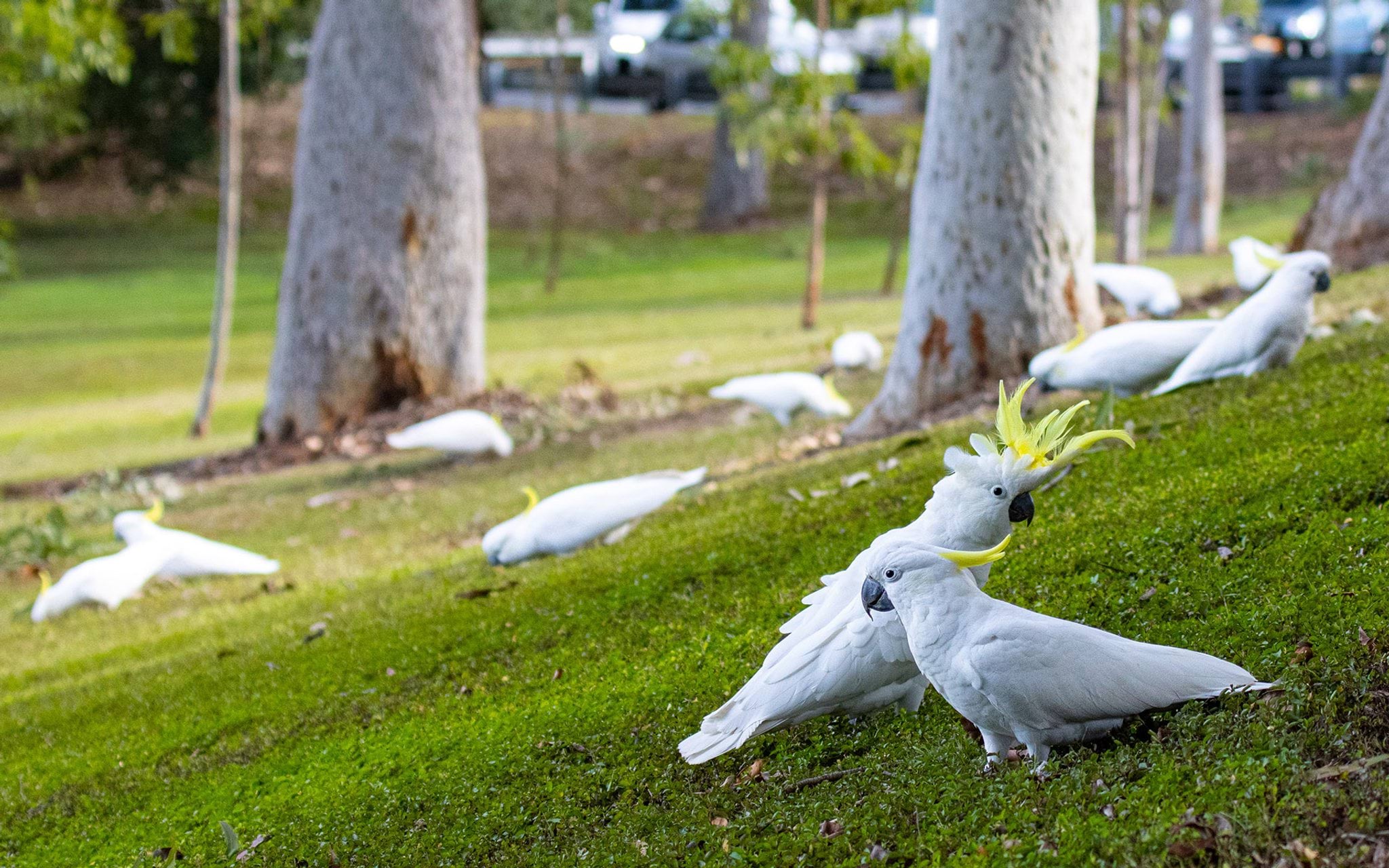 Sulphur-crested cockatoos flock on ground Sulphur-crested cockatoos flock on ground